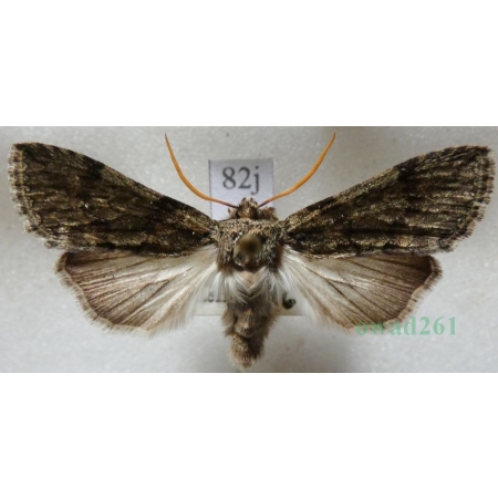 Polyploca ridens (Fabricius, 1787) Przestrożnica śmieszka Slovakia82j